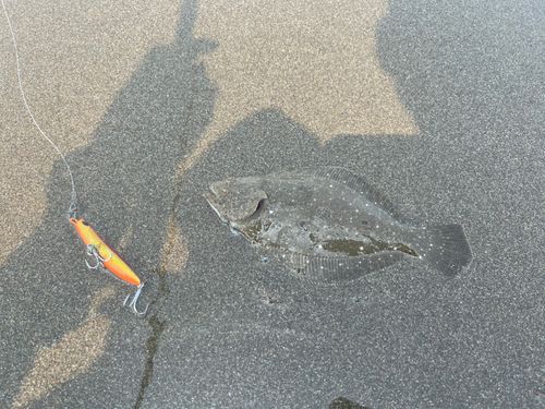 ソゲの釣果