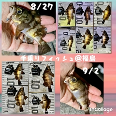 メバルの釣果