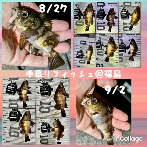 メバルの釣果