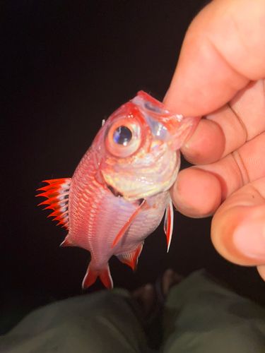 アカマツカサの釣果