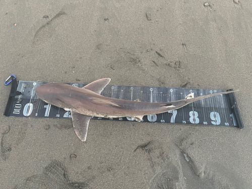 サメの釣果