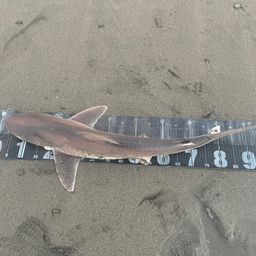 サメ