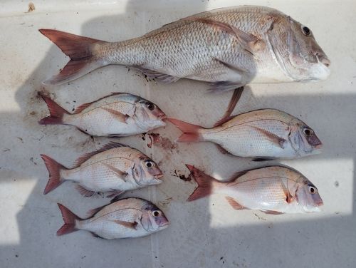 マダイの釣果