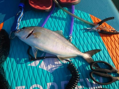 ネリゴの釣果