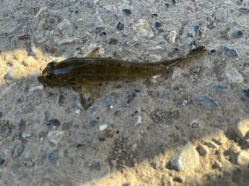 マハゼの釣果