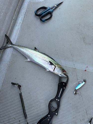 サゴシの釣果
