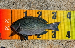 グレの釣果