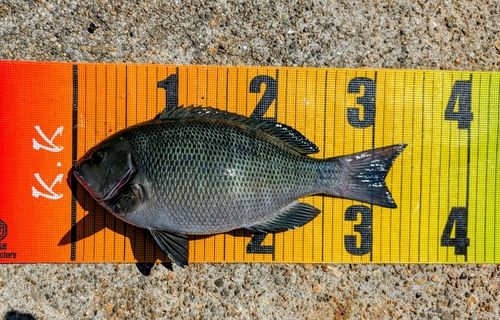 グレの釣果