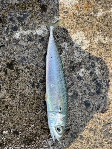 サバの釣果