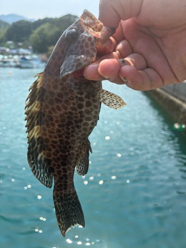 サンバソウの釣果