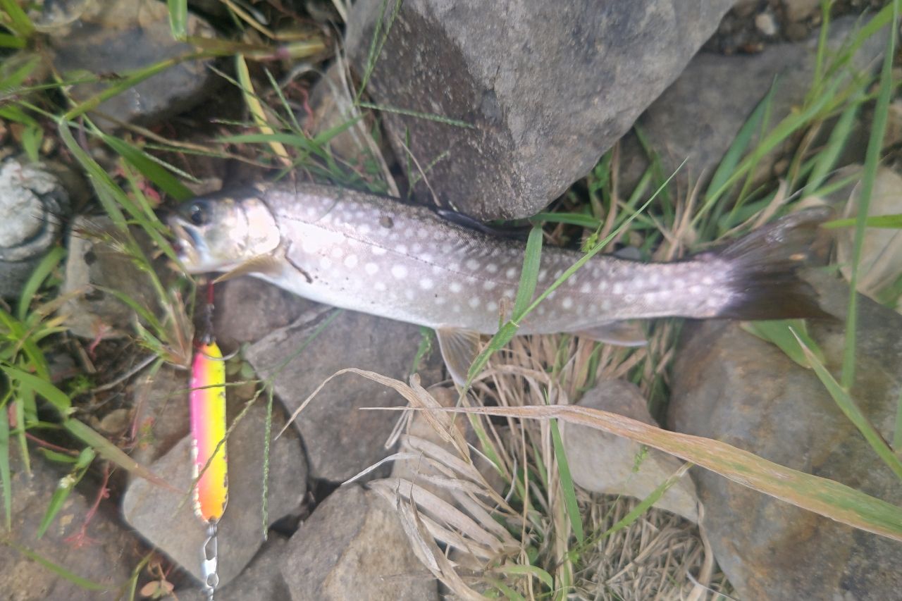 アメマス