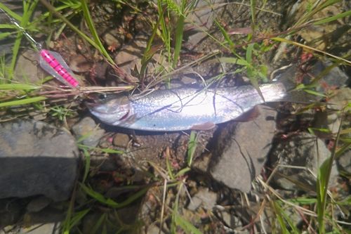 ニジマスの釣果