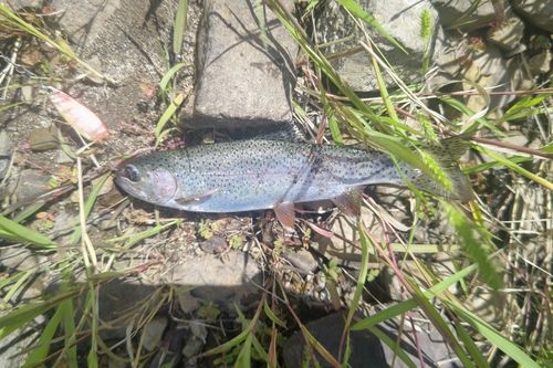 ニジマスの釣果