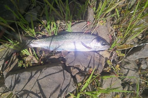 ニジマスの釣果
