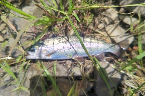ニジマスの釣果