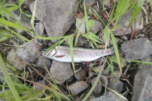 ニジマスの釣果