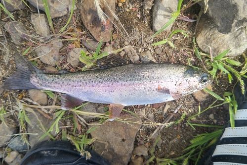 ニジマスの釣果