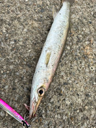 アカカマスの釣果