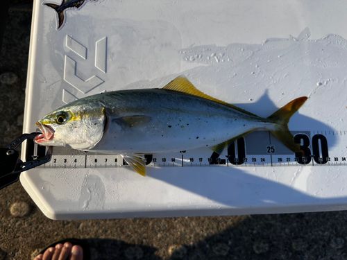 ツバスの釣果
