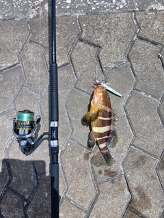 アオハタの釣果