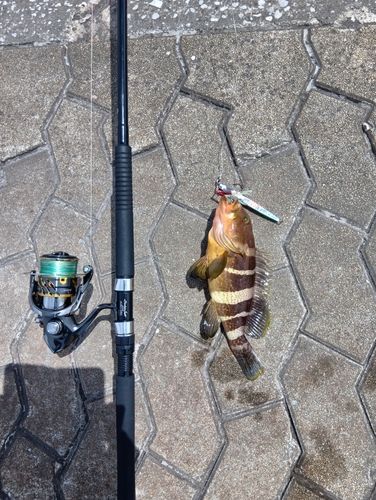 アオハタの釣果