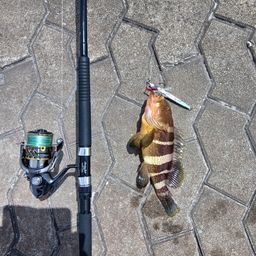 アオハタ