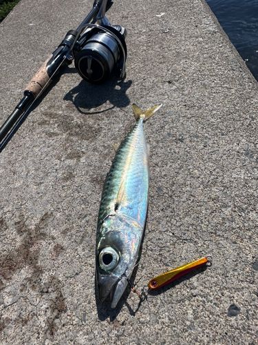 サバの釣果