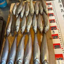 シロギス