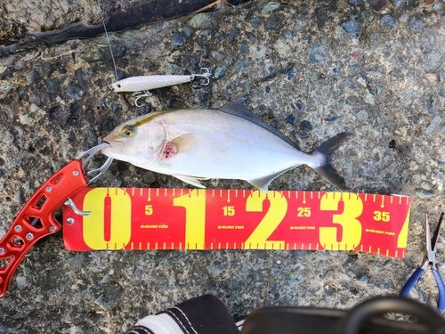 ショゴの釣果