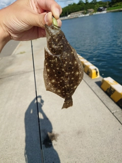 ヒラメの釣果