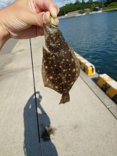 ヒラメの釣果