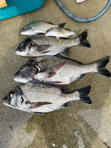 クロダイの釣果