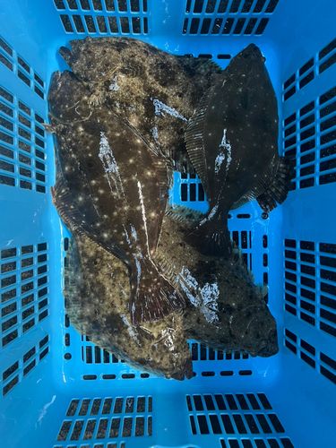 ヒラメの釣果