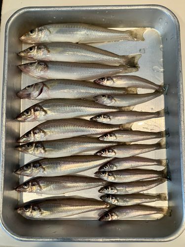 シロギスの釣果