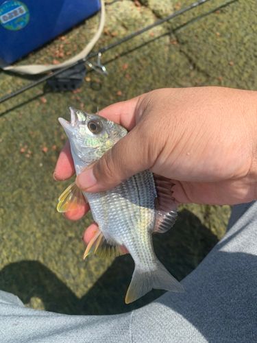 キビレの釣果