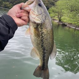 ブラックバス