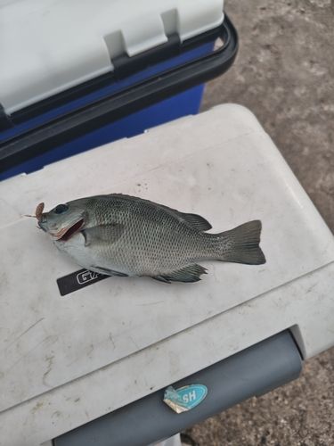 グレの釣果