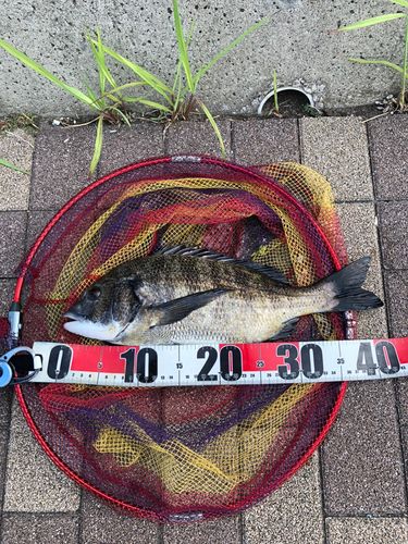 チヌの釣果