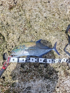 カスミアジの釣果