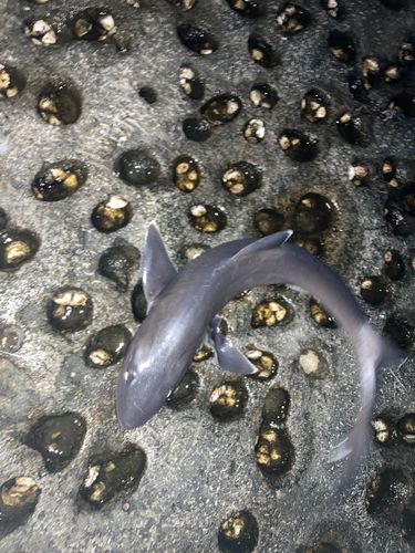 サメの釣果