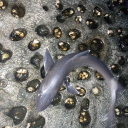 サメ