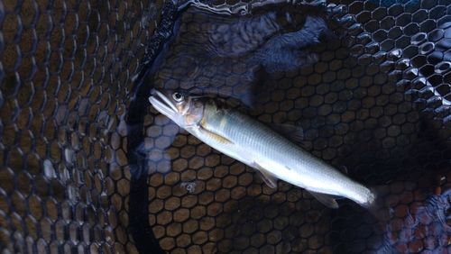 アユの釣果