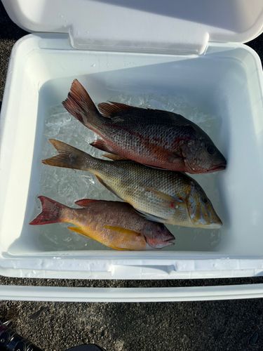 ゴマフエダイの釣果