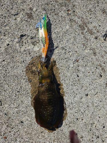 アオリイカの釣果