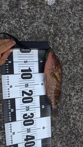 アコウの釣果