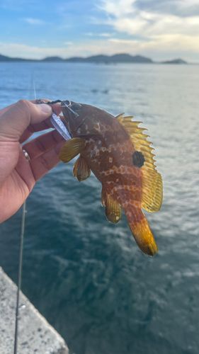 キジハタの釣果