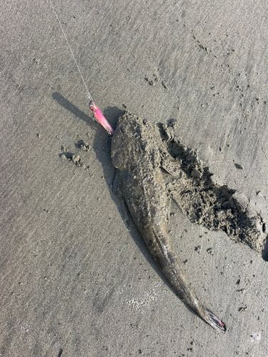 コチの釣果