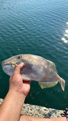 ウスバハギの釣果