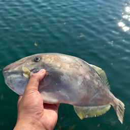 ウスバハギ