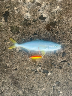 ツバスの釣果